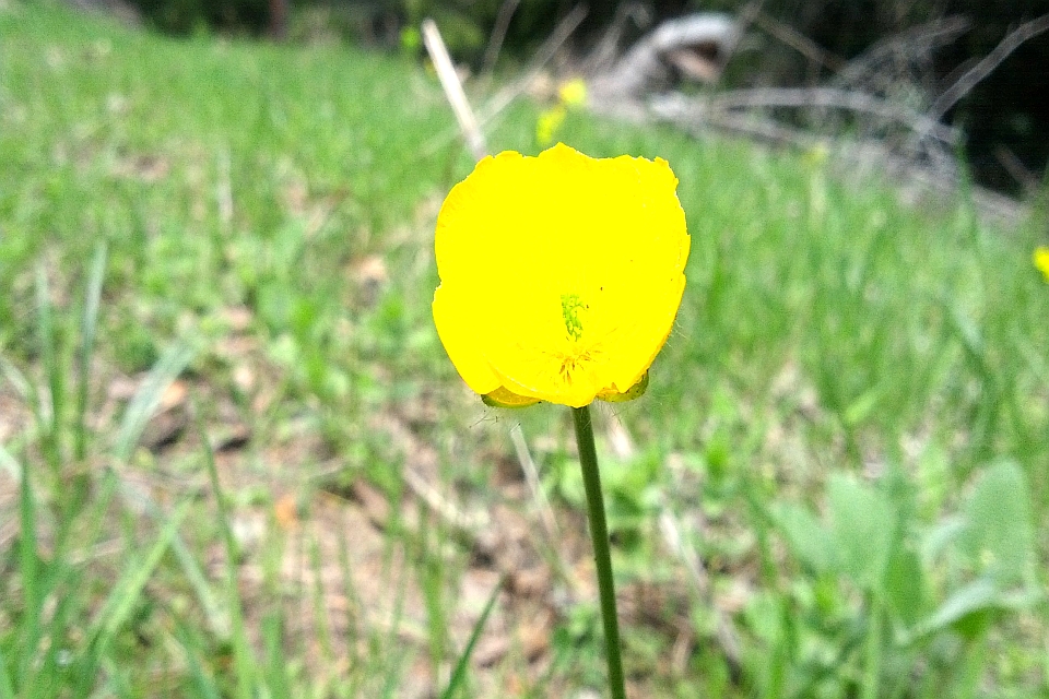 Single, Bright Yellow Flower