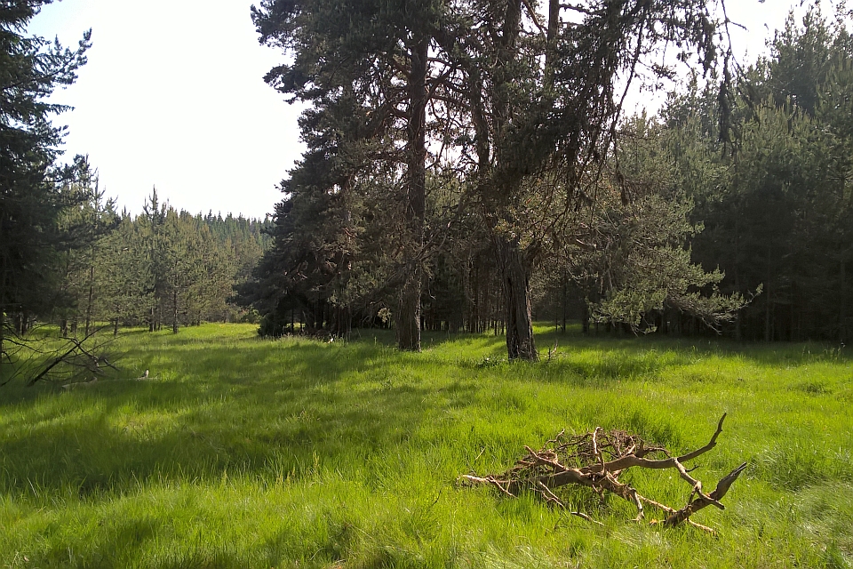 Sunny Forest Clearing With Tall Pine Trees