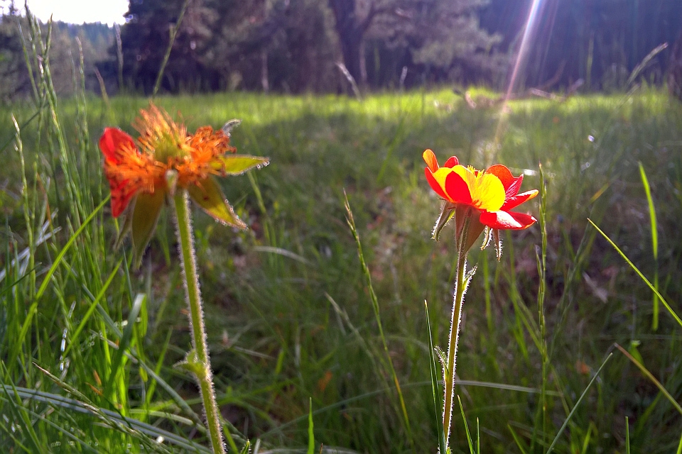 Two Bright Orange And Yellow Wildflowers