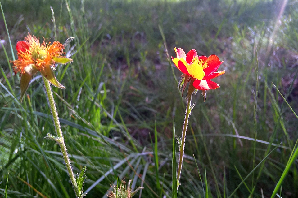 Two Wildflowers In A Field