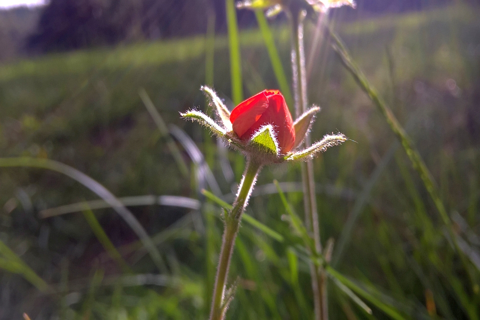 Single Red Flower
