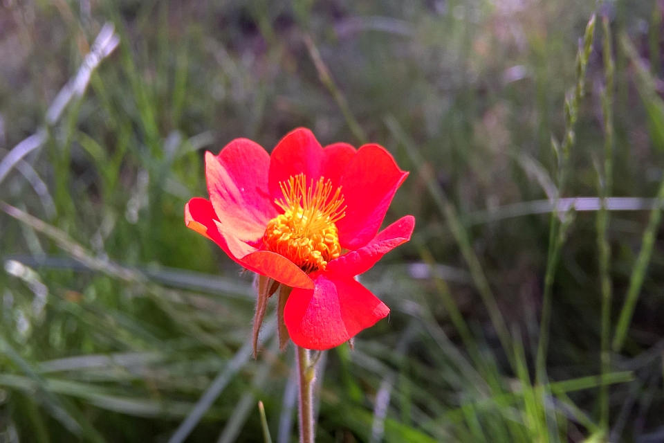 Single, Bright Red Flower With Yellow Center