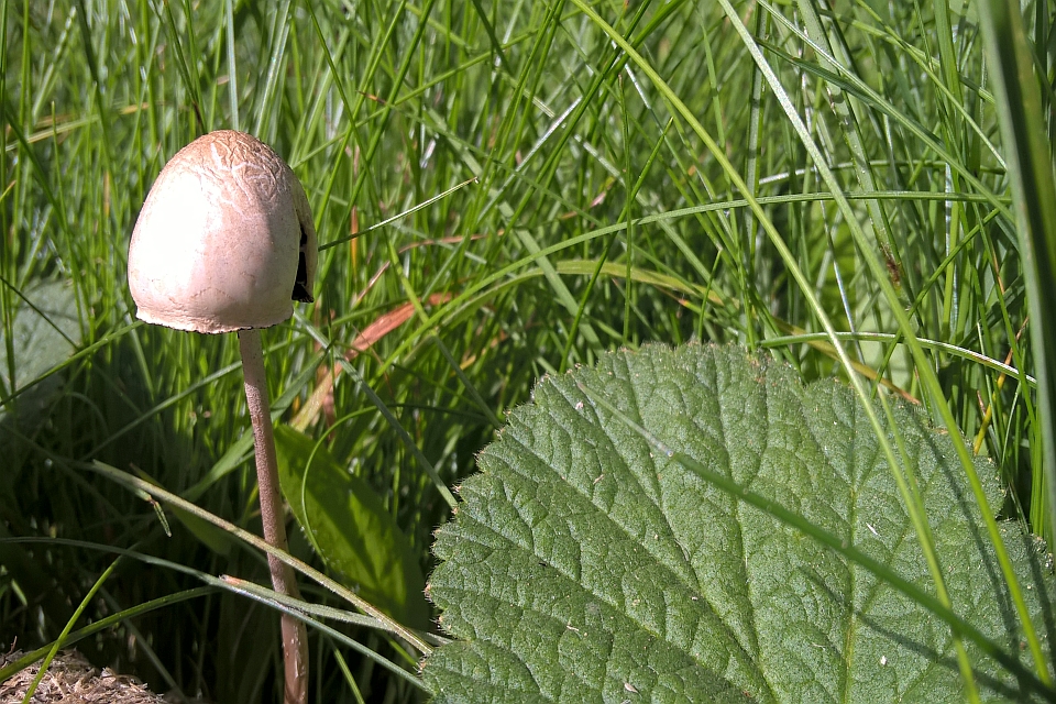 Single, Pale Mushroom