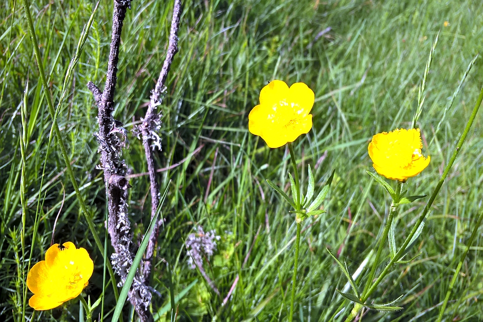 Three Buttercup Flowers