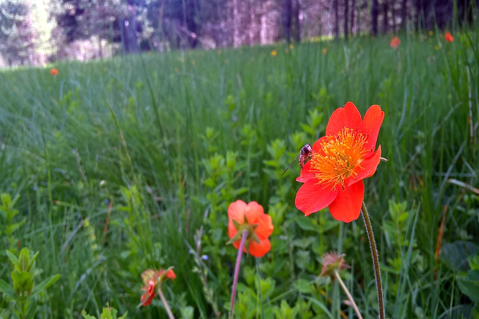 Fly Lands On A Bright Orange Flower