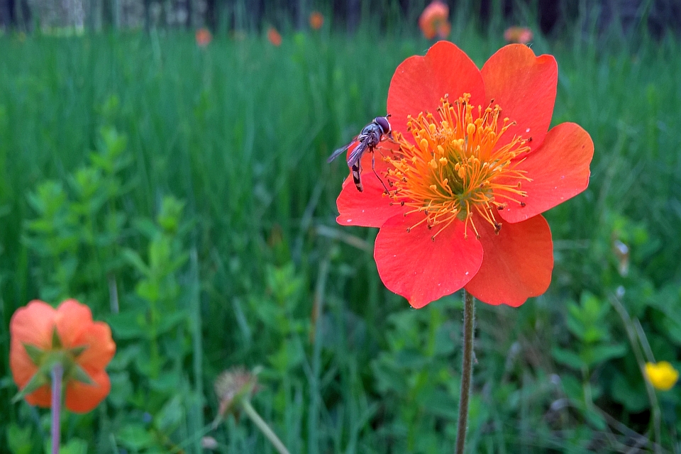 Fly Rests On A Bright Orange Flower