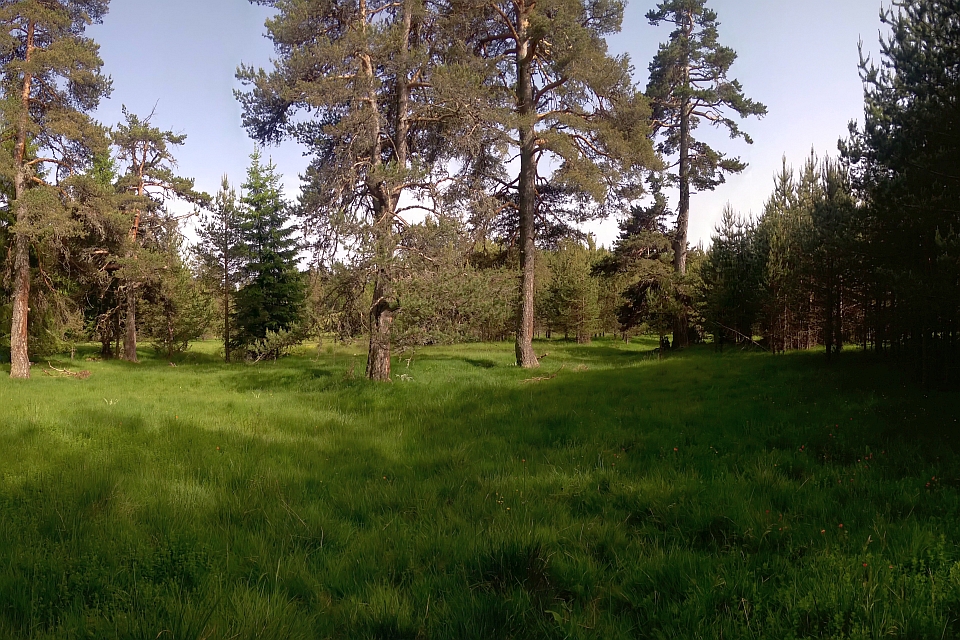 Grassy Clearing In A Pine Forest