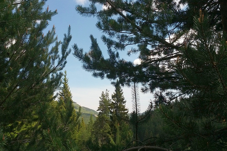 View Through Pine Branches