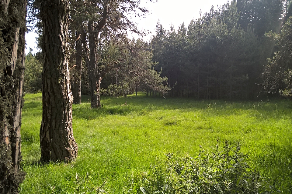 Sunny Forest Clearing