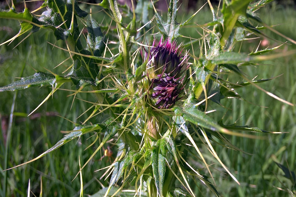 Close-Up Of A Thistle Bud