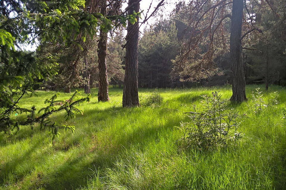 Sunlit Forest Clearing