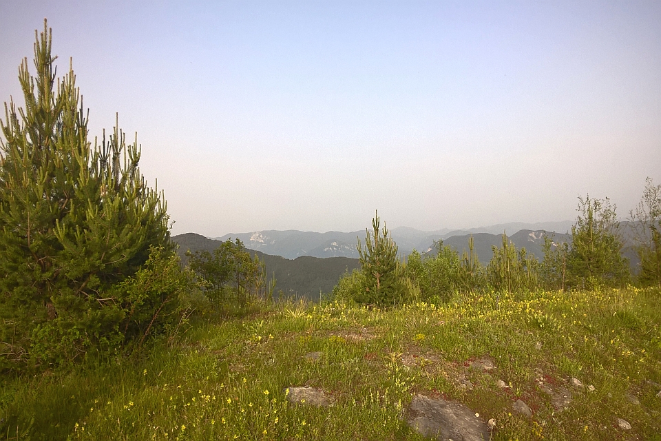 Mountain Vista With Pine Trees And Wildflowers