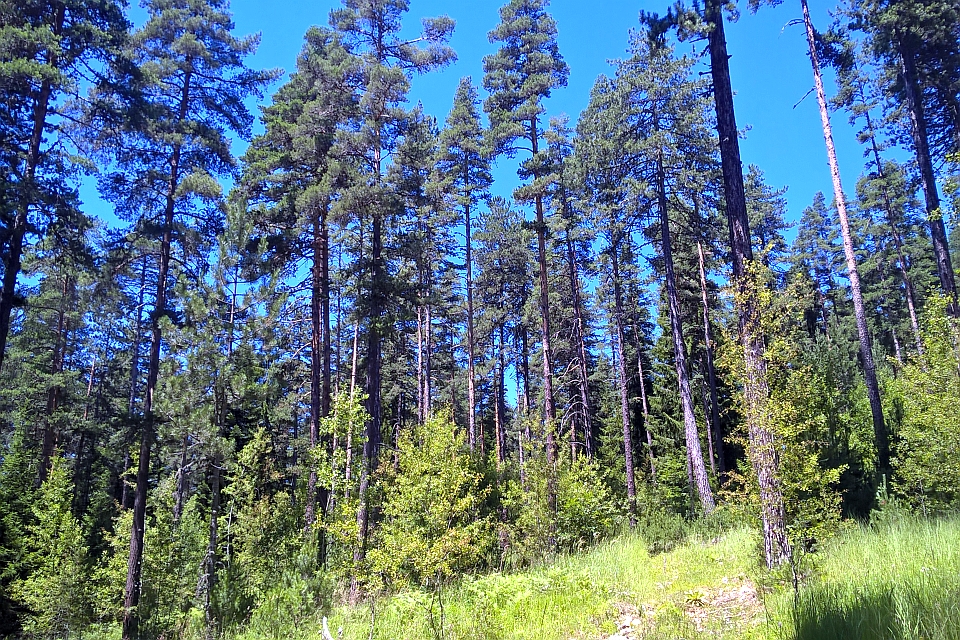 Tall Pine Trees In A Forest