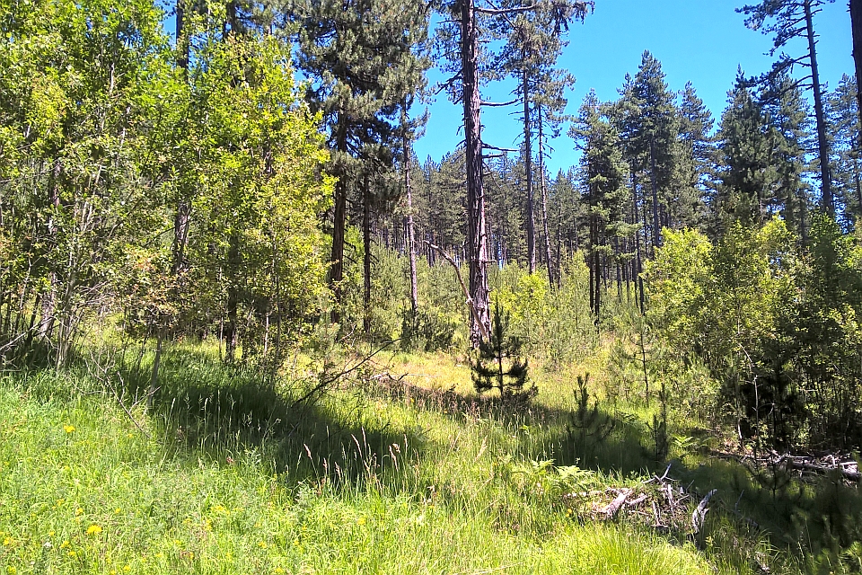 Sunny Forest Clearing