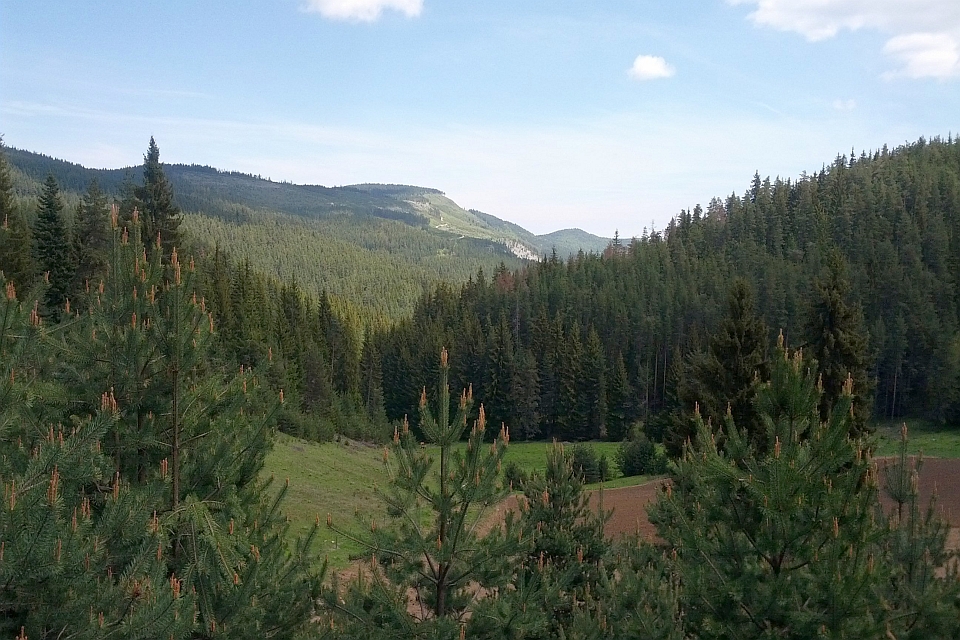 Valley Of Evergreen Trees