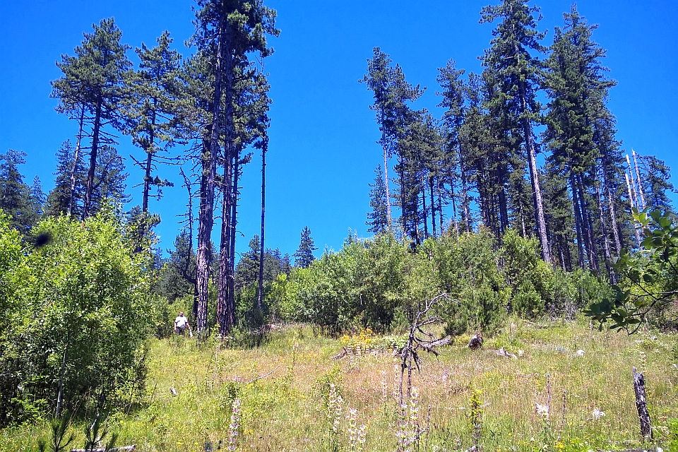 Sunny, High-Elevation Meadow