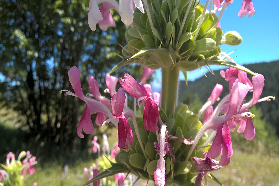 Close-Up Of Pink And White Flowers