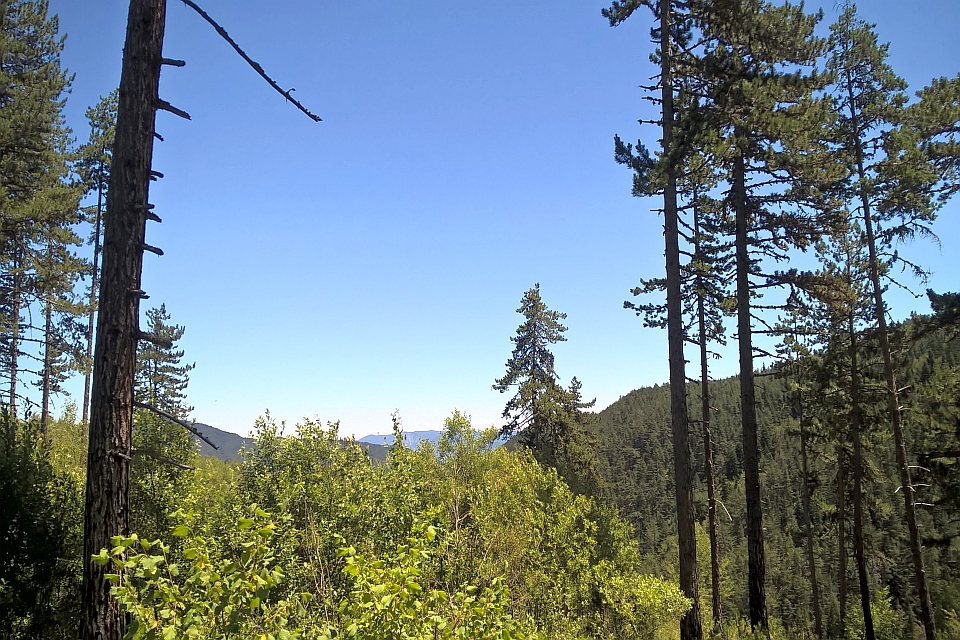 View Through Tall Pine Trees