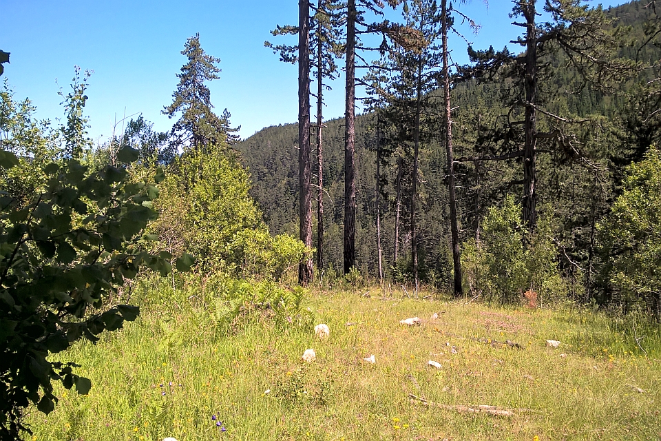 Sunny Forest Clearing