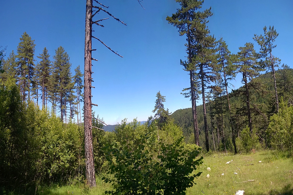 Sunny Day In A Pine Forest