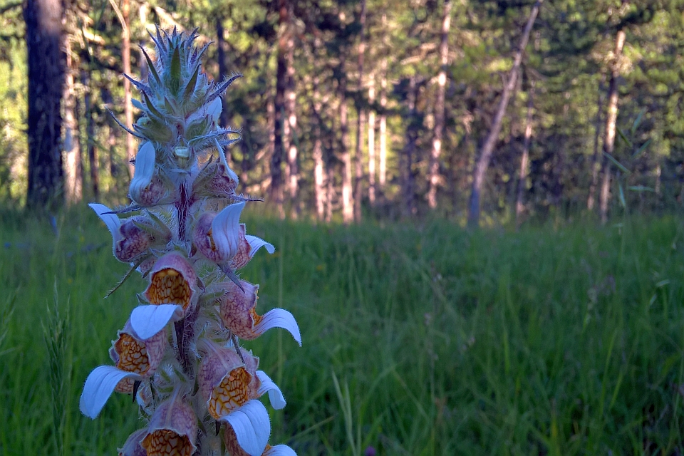 Tall, Slender Flower