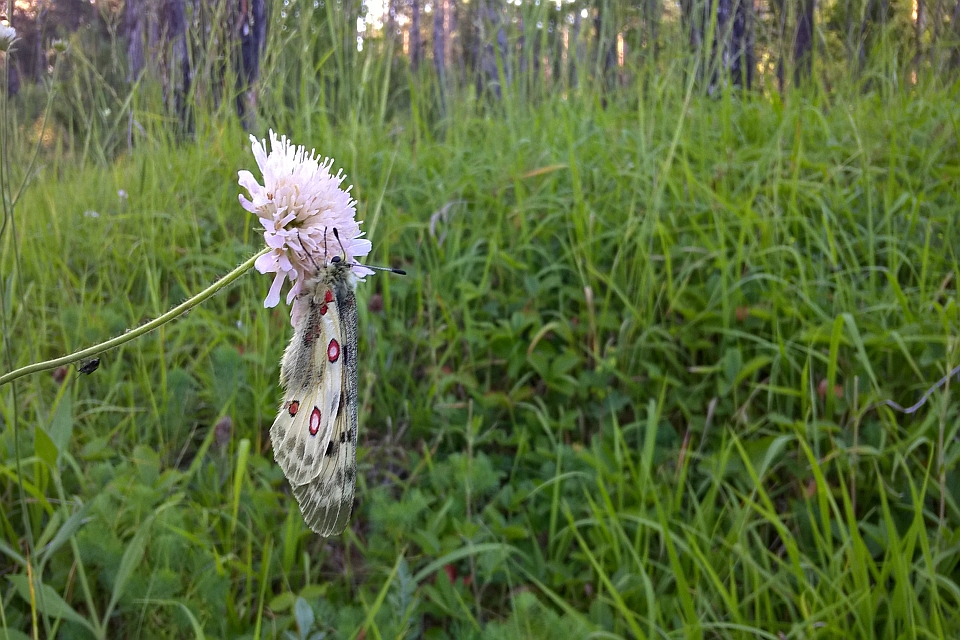 Butterfly With Red And Black Spots