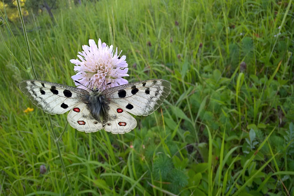 Butterfly With Black And Red Spots
