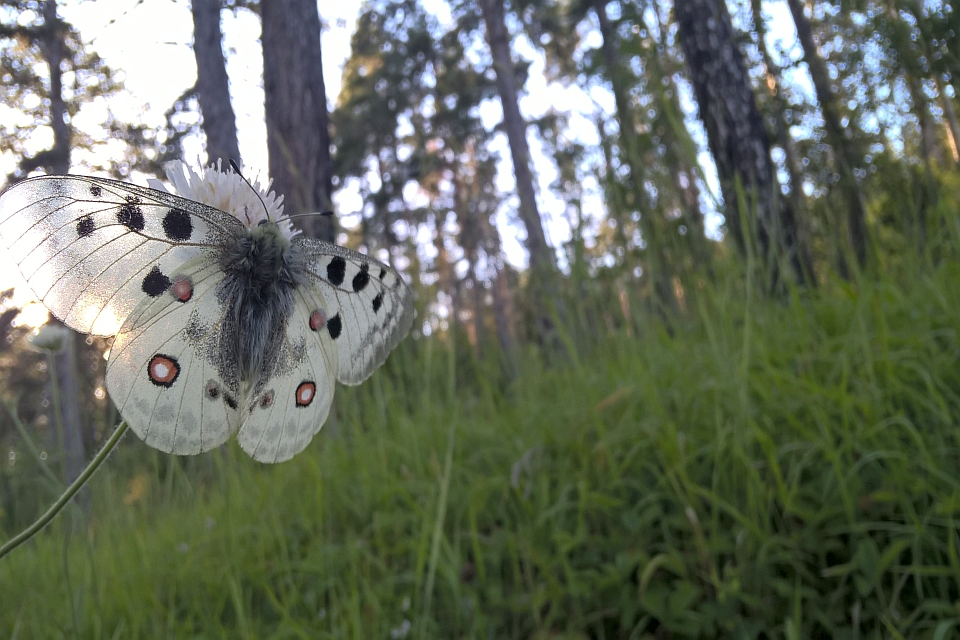 Large Butterfly With Black And White Markings