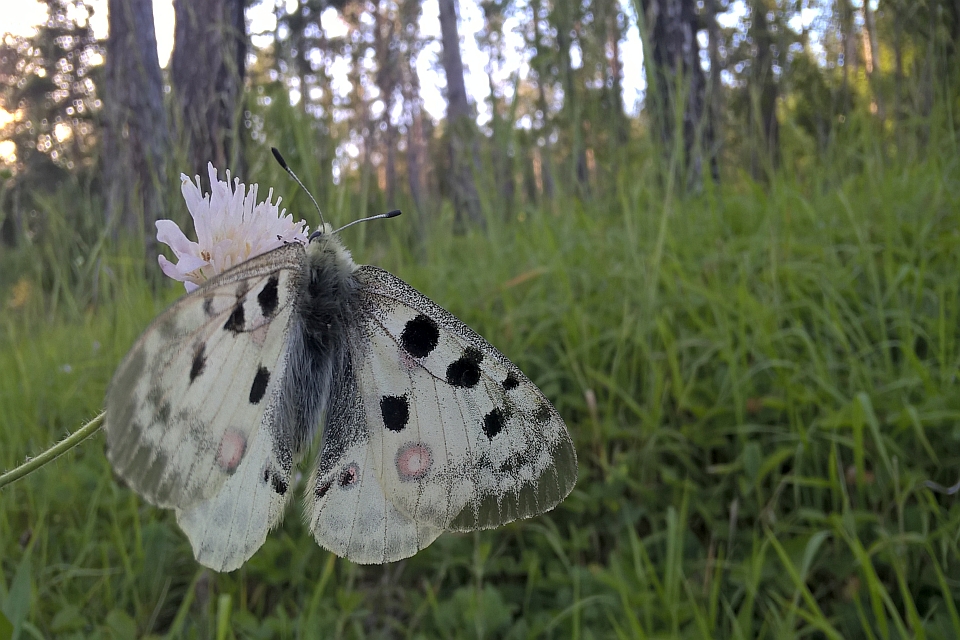 Close-Up Of A Butterfly