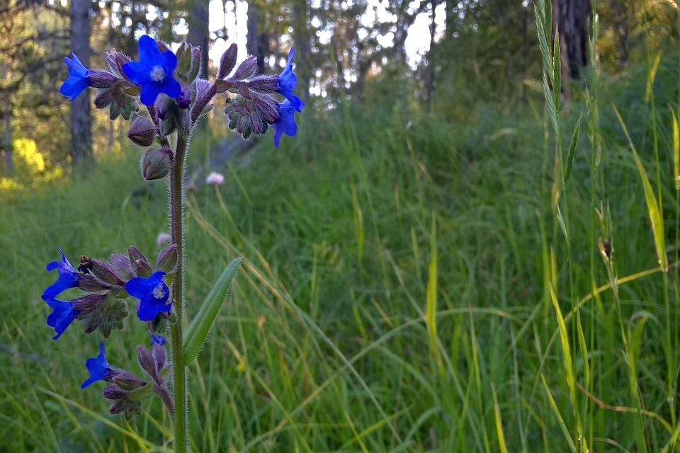 Vibrant Blue Flower