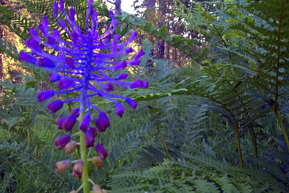 Purple Flower In A Fern Forest