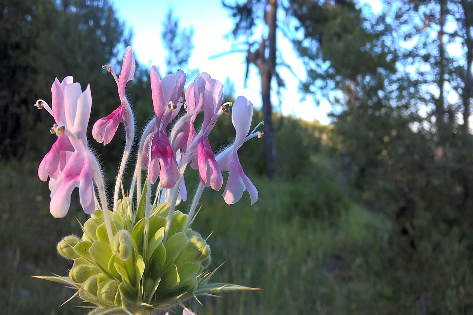 Close-Up Of A Cluster Of Light Pink Flowers