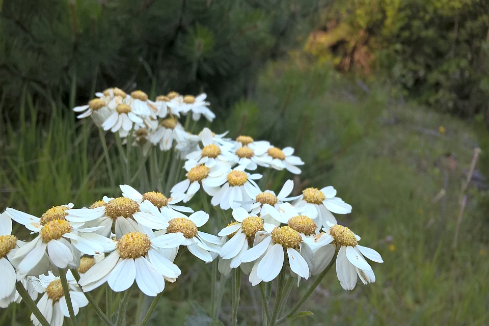 Many White Daisy-Like Flowers