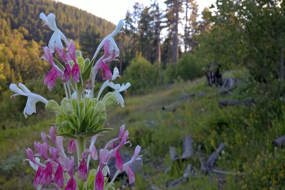 Close-Up Of A Vibrant Pink And White Flower