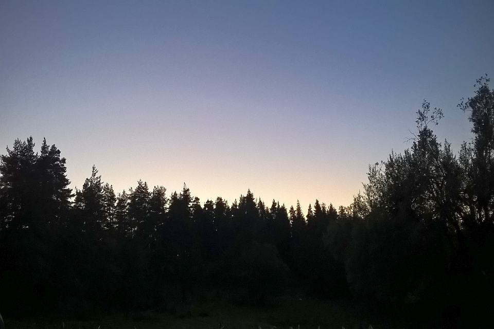 Silhouetted Pine Trees