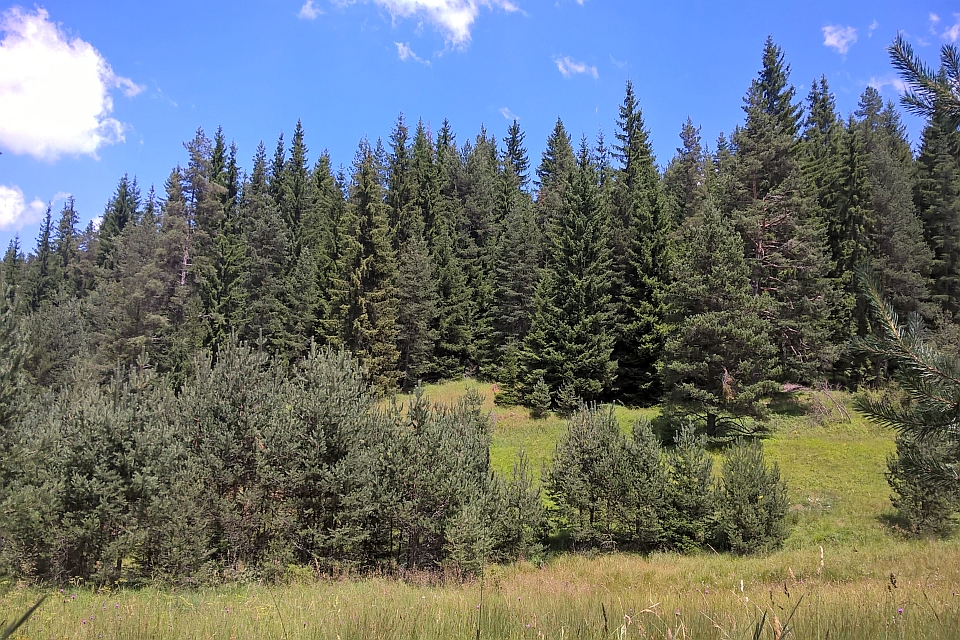Dense Evergreen Forest