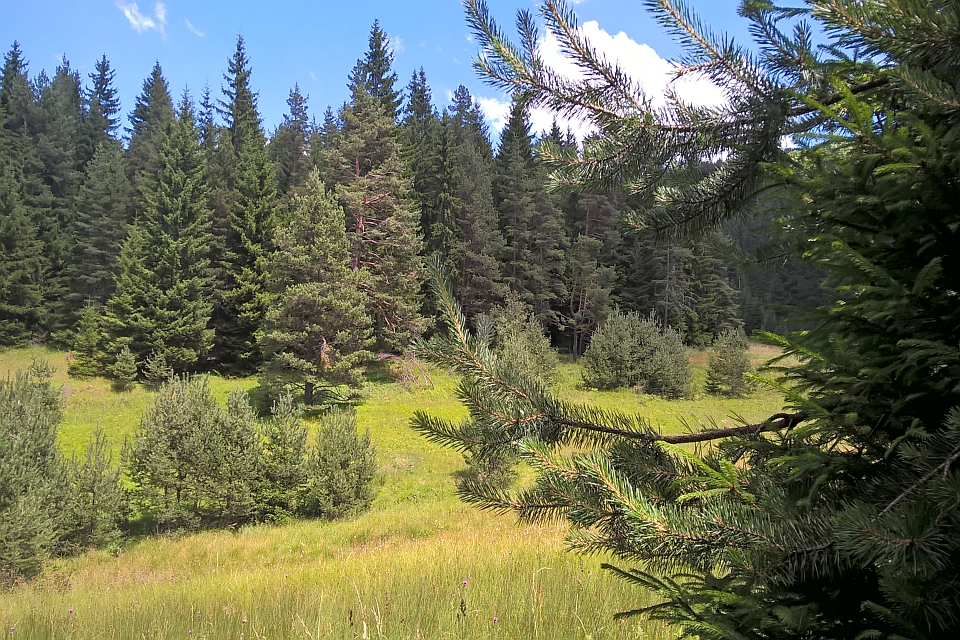 Sunny Forest Clearing