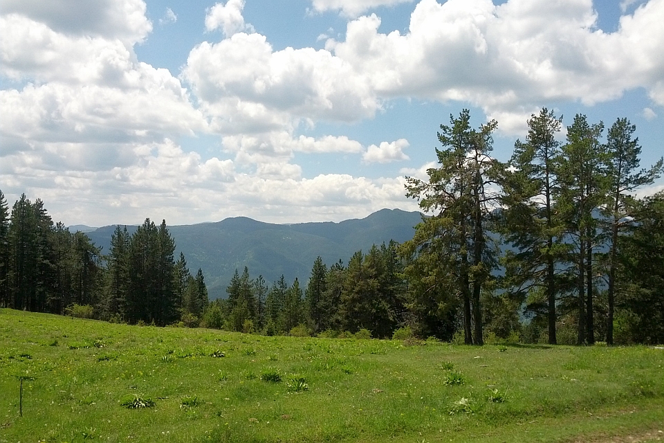 Grassy Field In Front Of A Forest