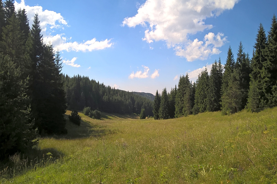 Sunny Day In A Mountain Meadow