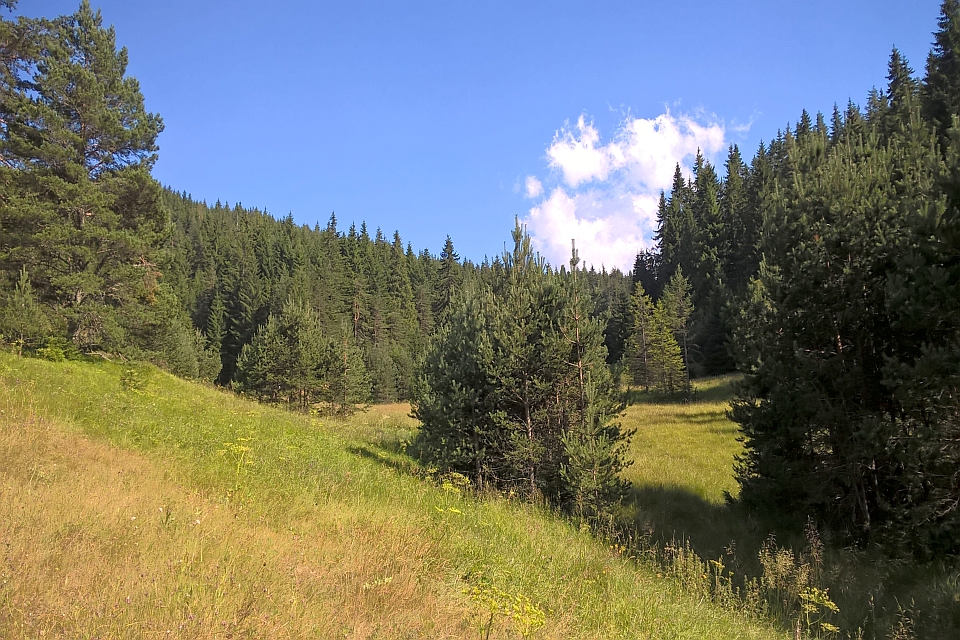 Sunny Day In A Coniferous Forest