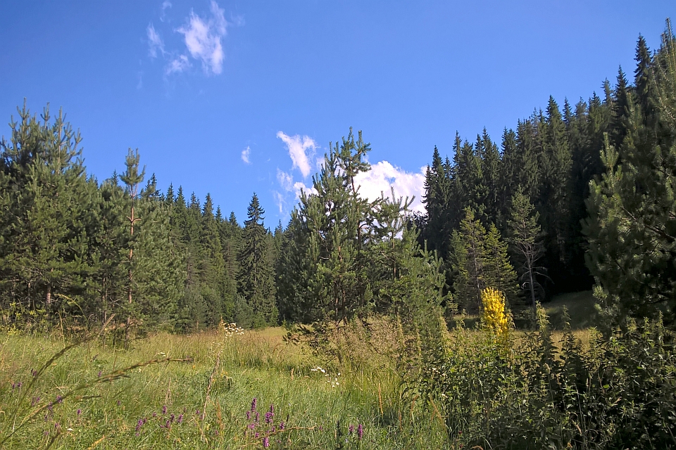 Sunny Day In A Coniferous Forest