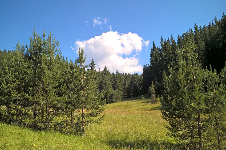 Sunny Day In A Pine Forest