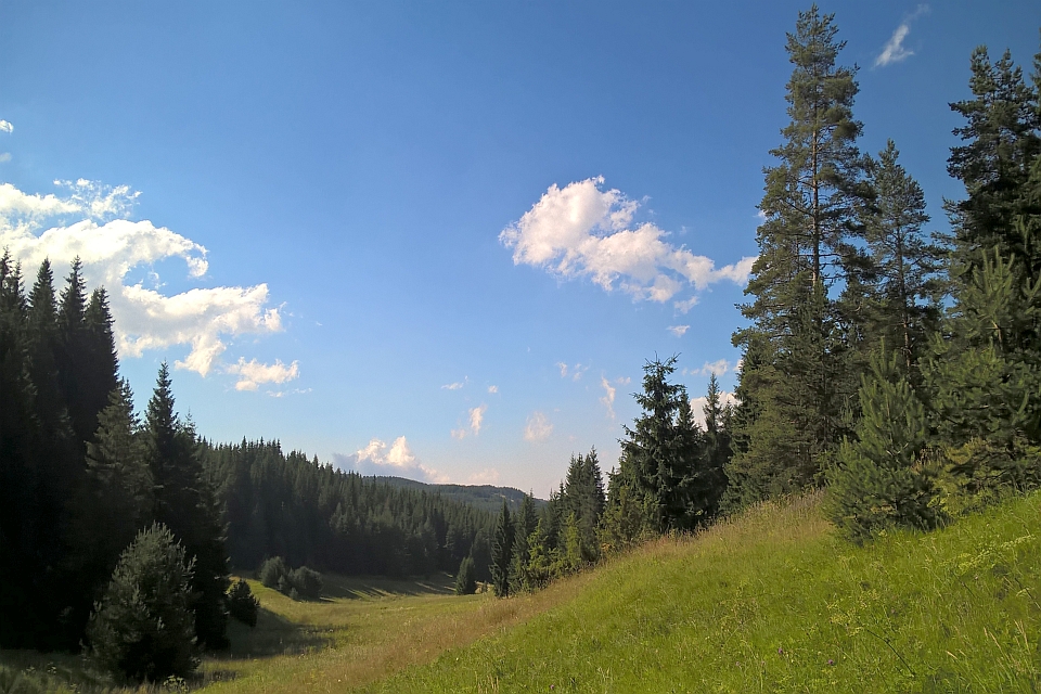 Sunny Day In A Green Valley