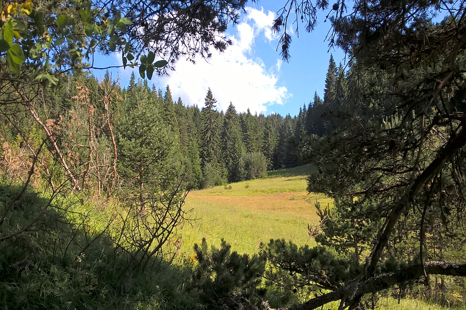 Sunny Forest Clearing