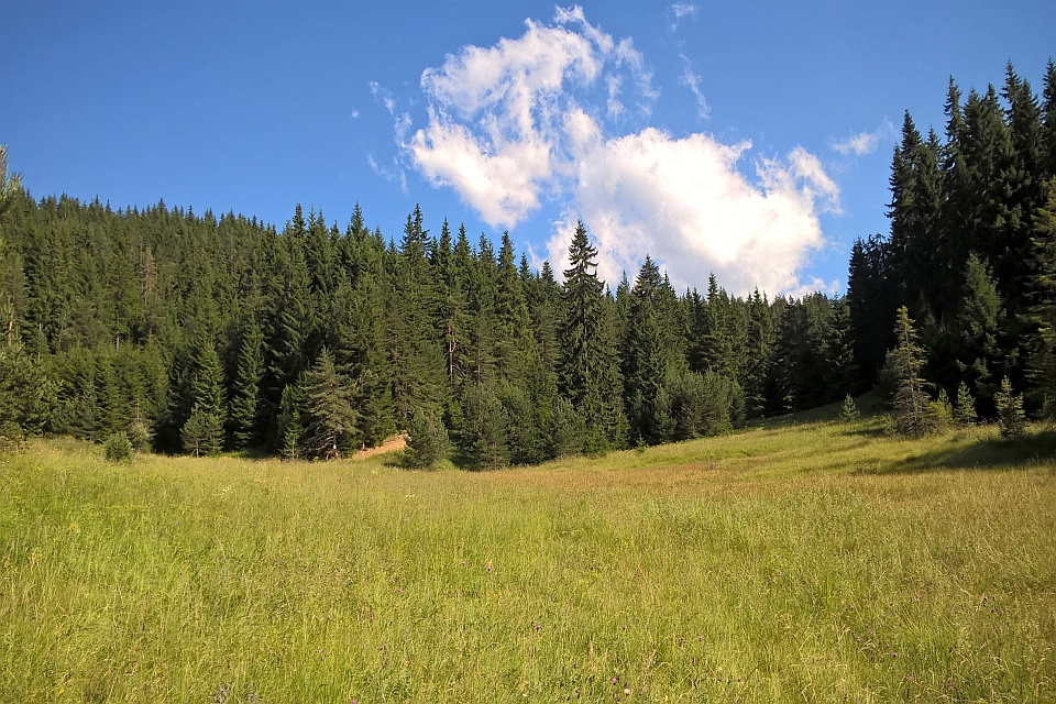 Sunny Day In A Mountain Meadow