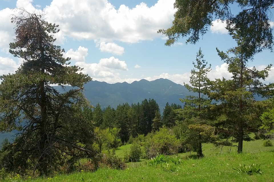 Mountainous Landscape With Pine Trees