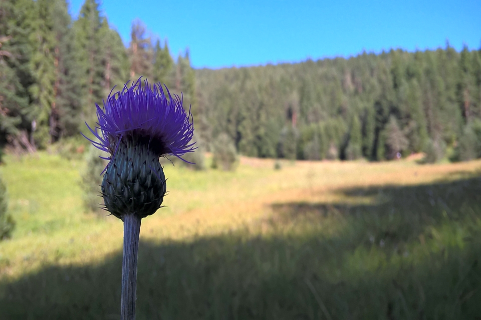 Purple Thistle