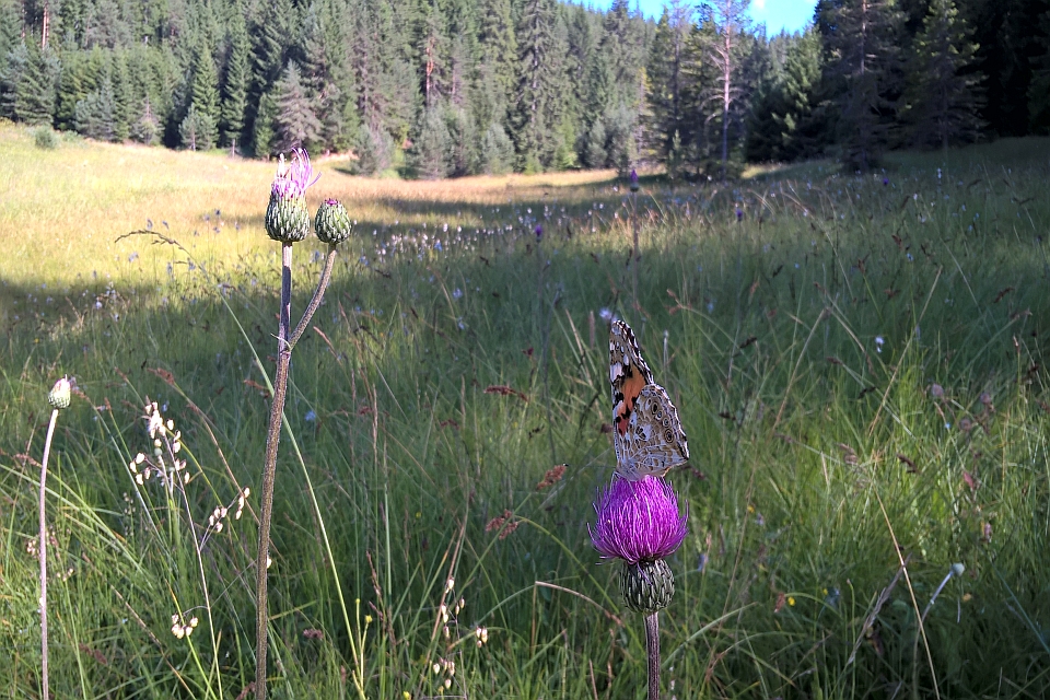 Butterfly On A Thistle