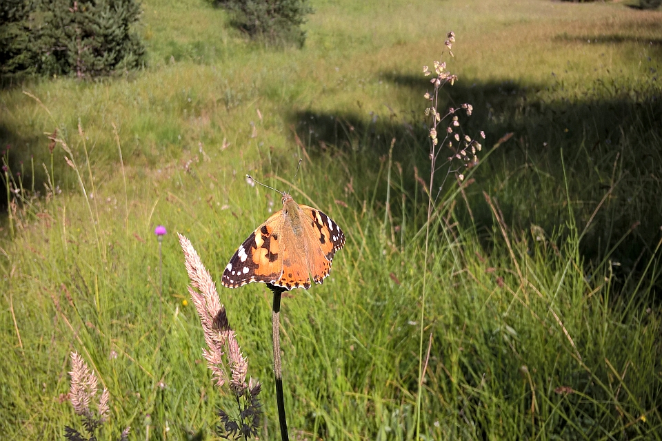 Painted Lady Butterfly
