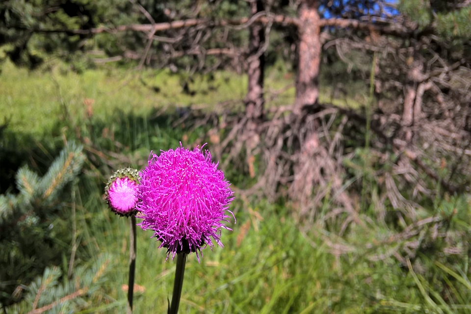 Vibrant Pink Thistle